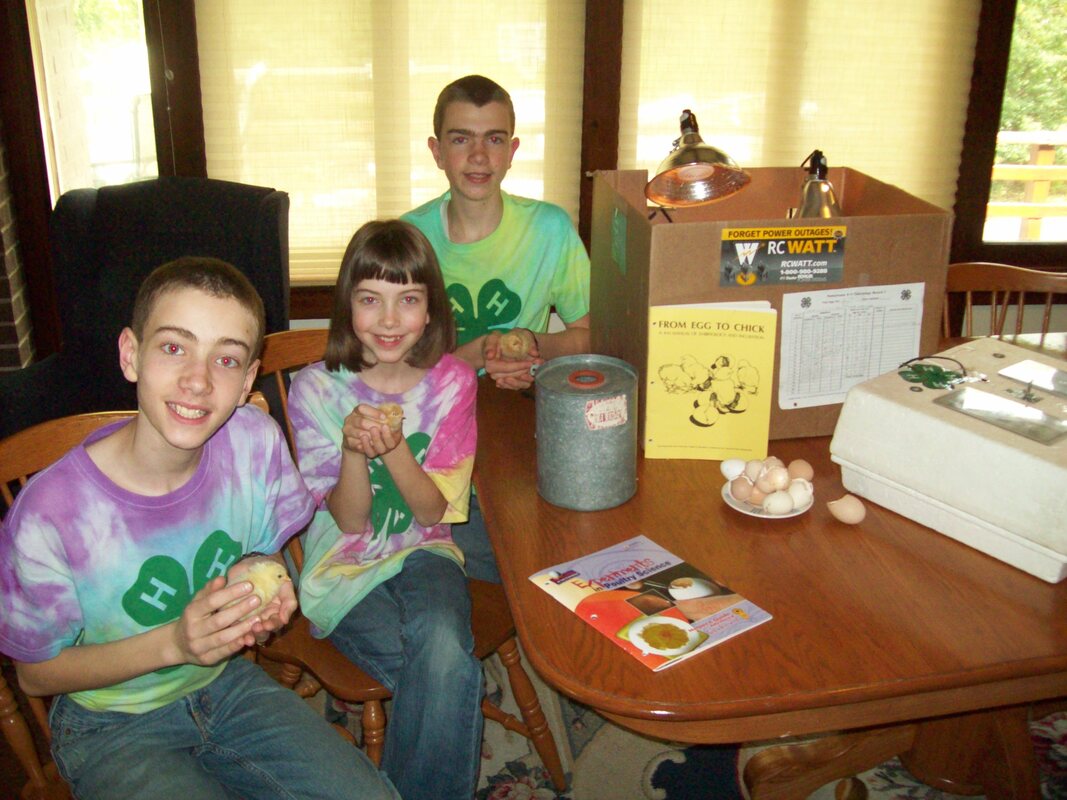 Raising Baby Chicks