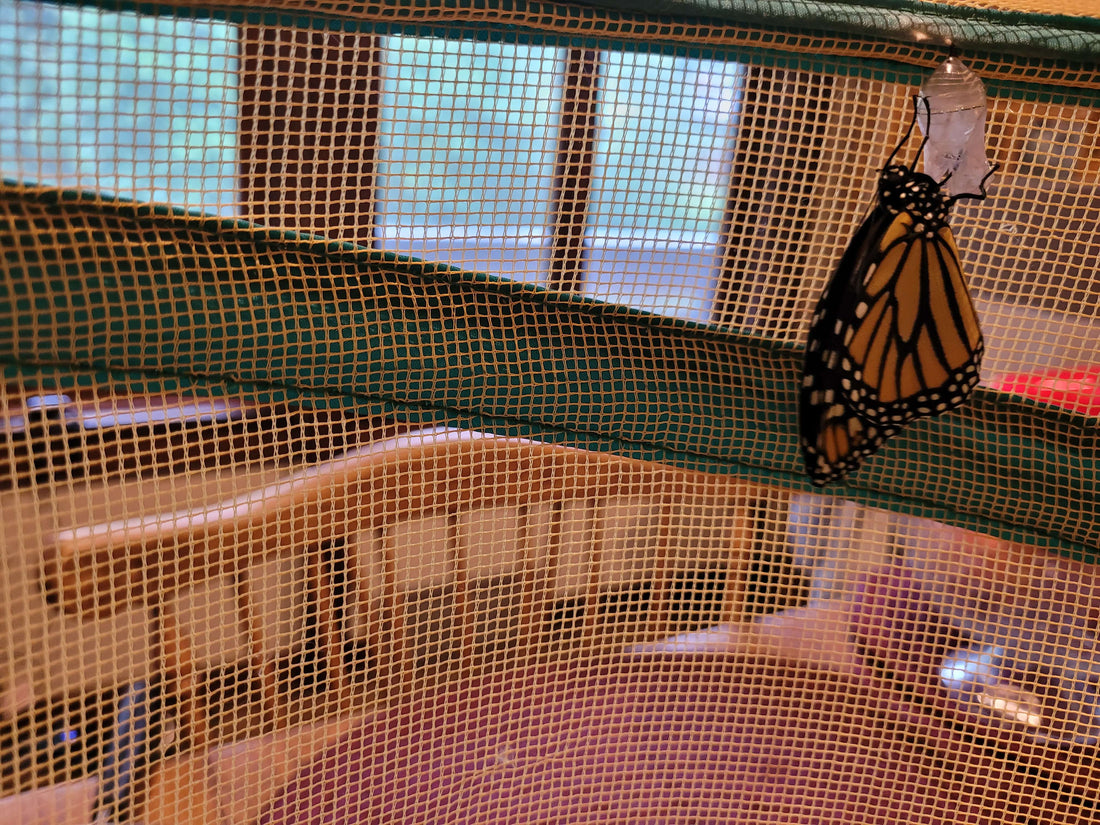 Lessons from Raising a Monarch Butterfly