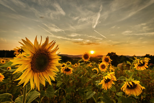 Beauty from Brokenness